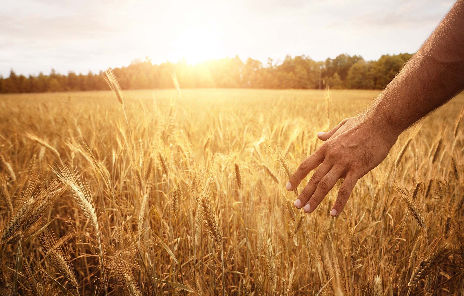 wheat field