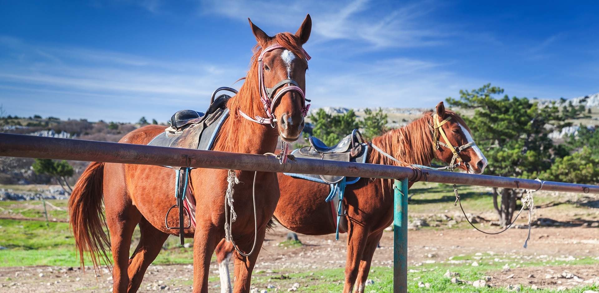 two horses standing by fence