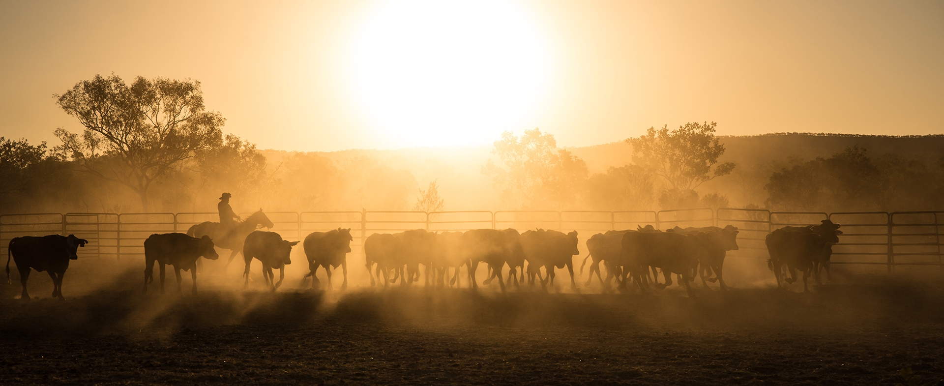 cattle drive
