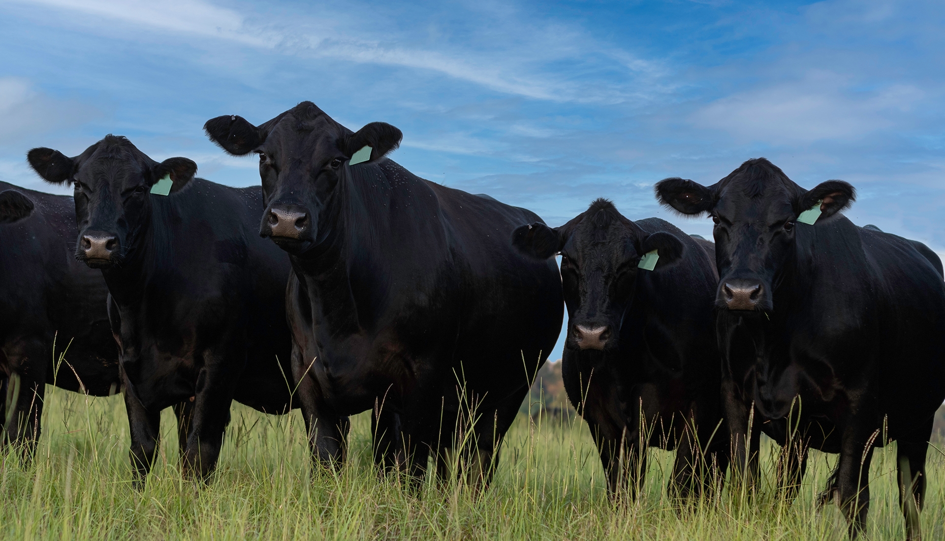 cattle in field