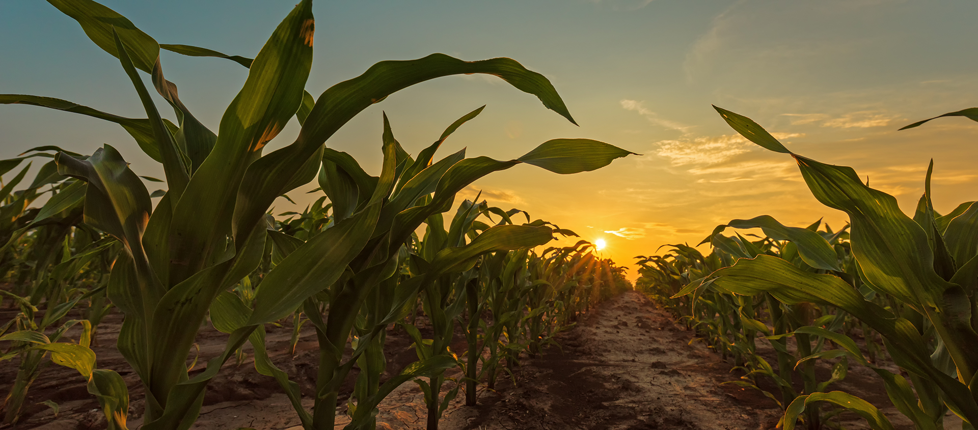 corn field sunset